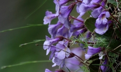Wild Flowers