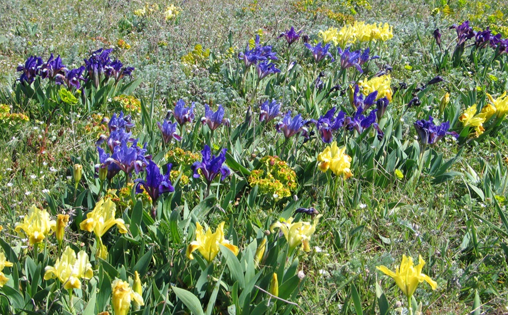 Spring botany tour to Bulgaria