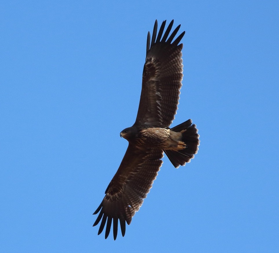 Autumn migration birding tour to Bulgaria