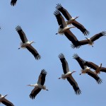 birdwatching and bird photography tours and holidays